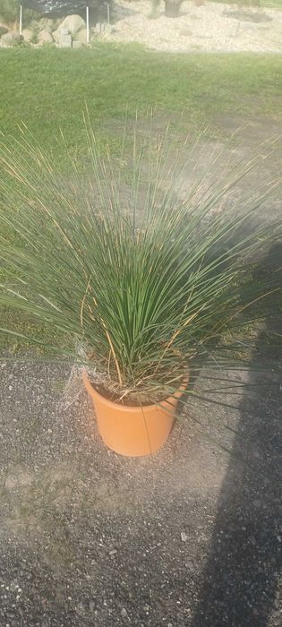 Palmy i trawy mrozodporna