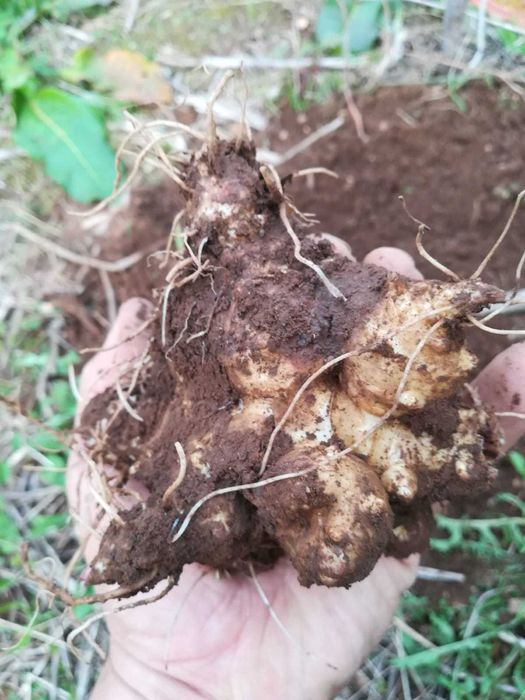 Tupinambos Brancos – Helianthus tuberosus