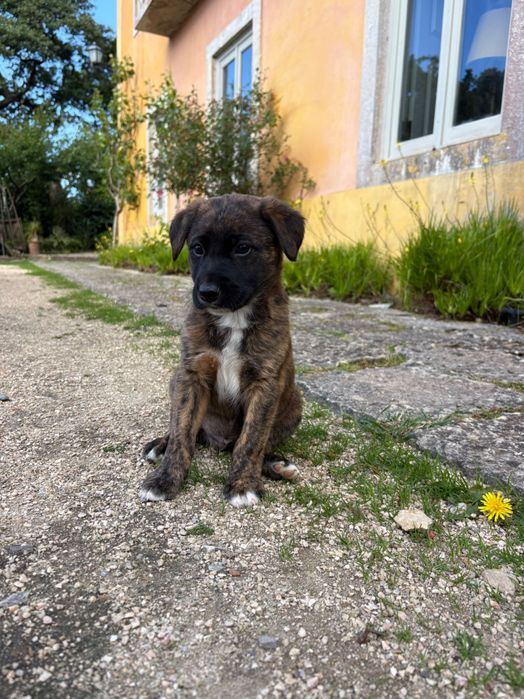 Cãezinhos com 2 meses 20€