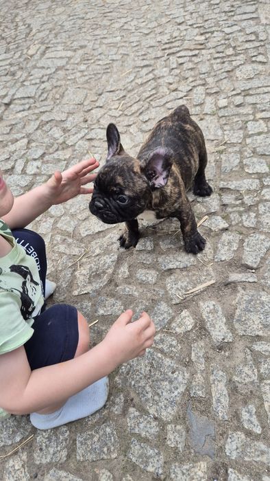 Buldog francuski- piesek