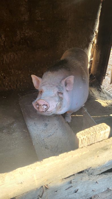 Кабан ветнамський