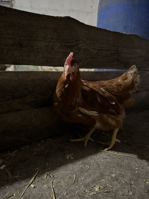 Ломан-Браун, 5,5 місяці