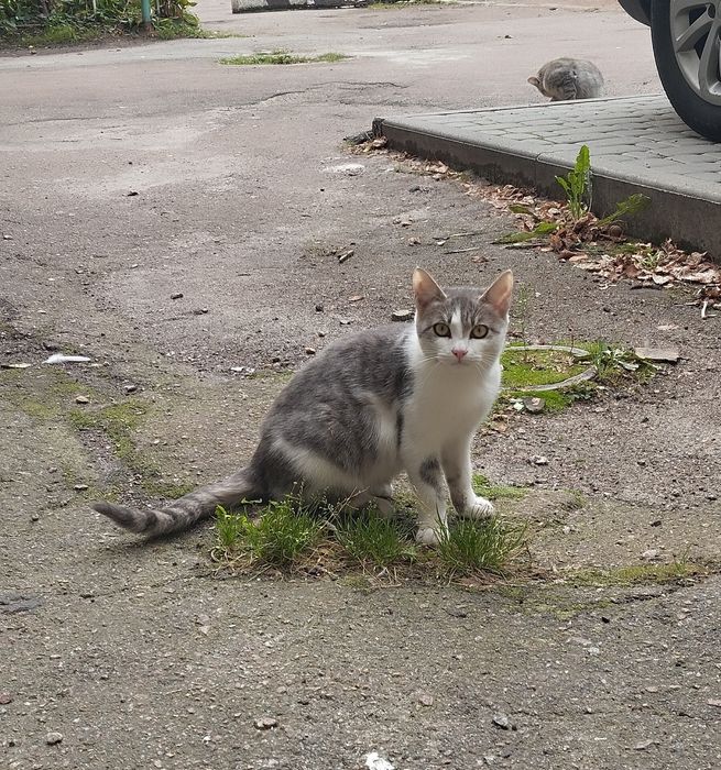 Безкоштовно киця