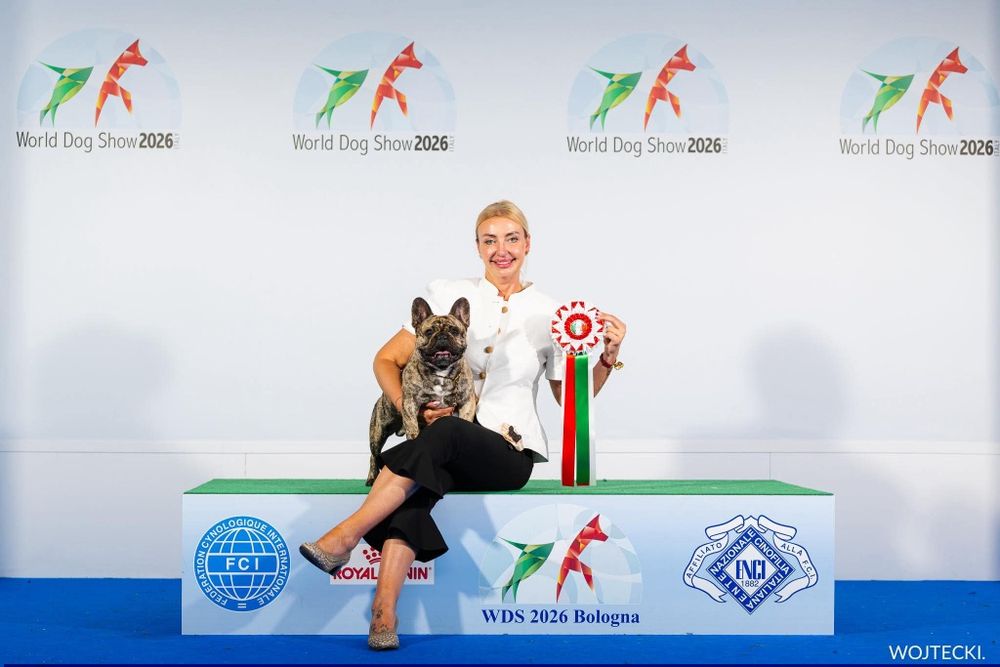 Buldog francuski płowy piesek