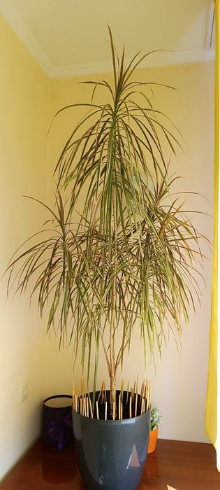 Продам пальму драцена