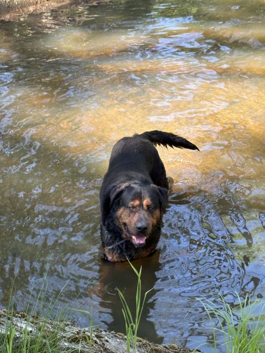 Rottweiler do adopcji!