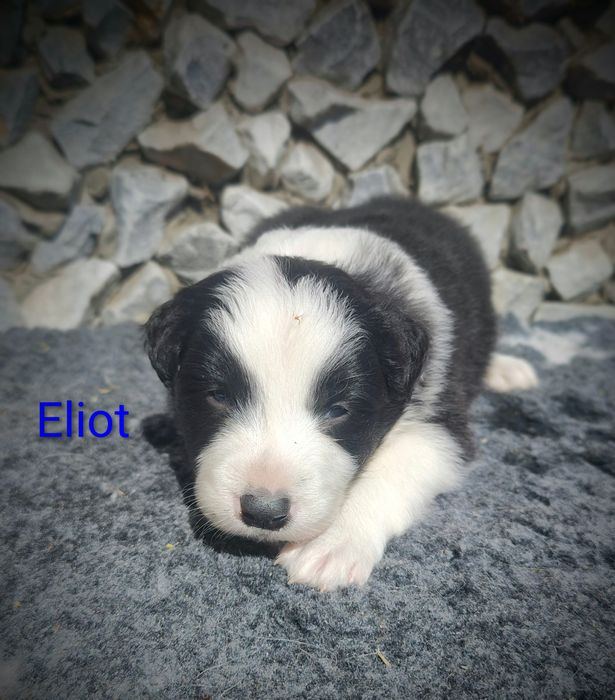Border collie cudowny piesek przebadani rodzice do odbioru