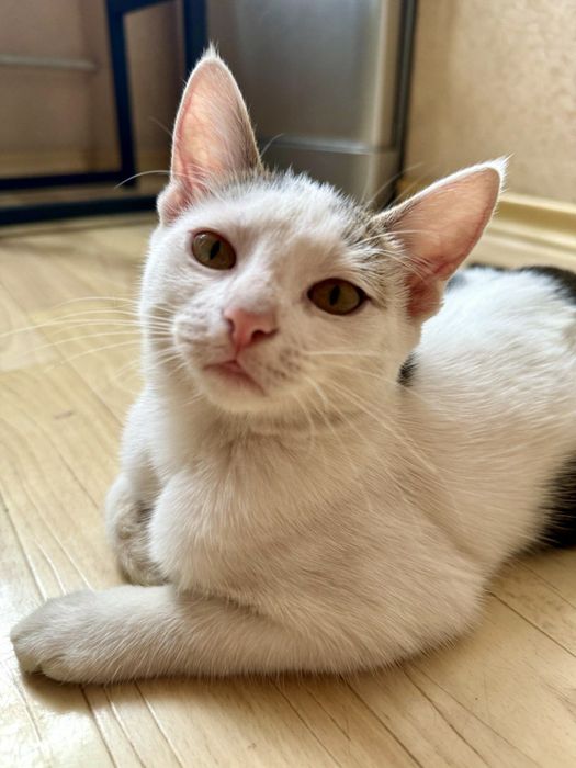 Кошенята шукають родину