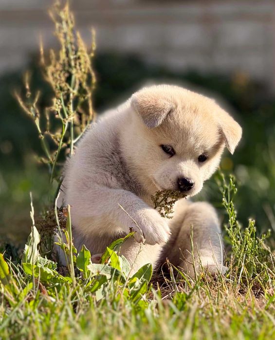 Akita Japońska*Suczka*Hodowla ZKwP