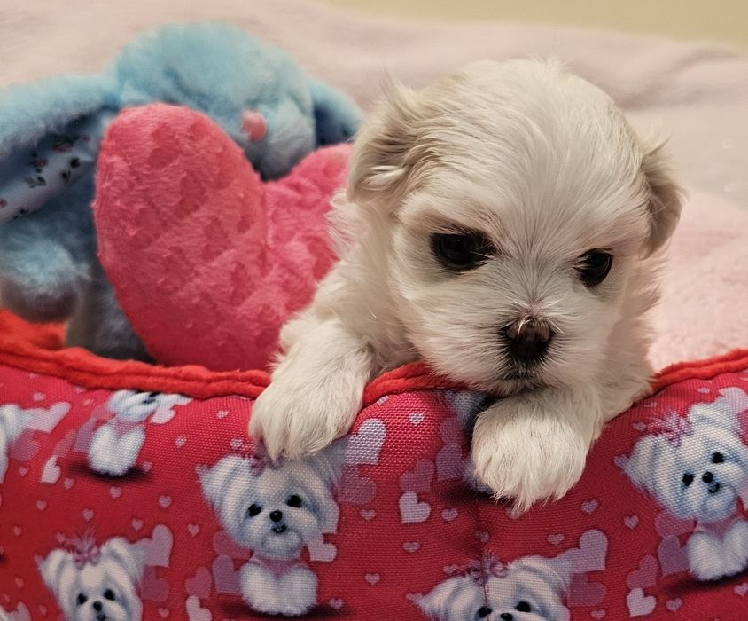 Maltańczyk piękna sunia [FCI]