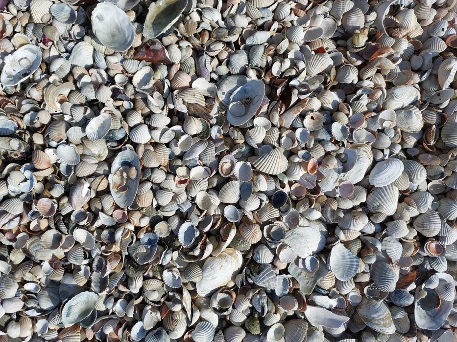 Ракушка кормовая очищенная