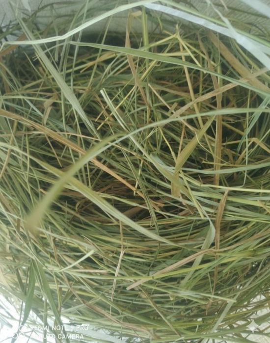 Акція шок ціна Лугове сіно в мішках для домашніх улюбленців