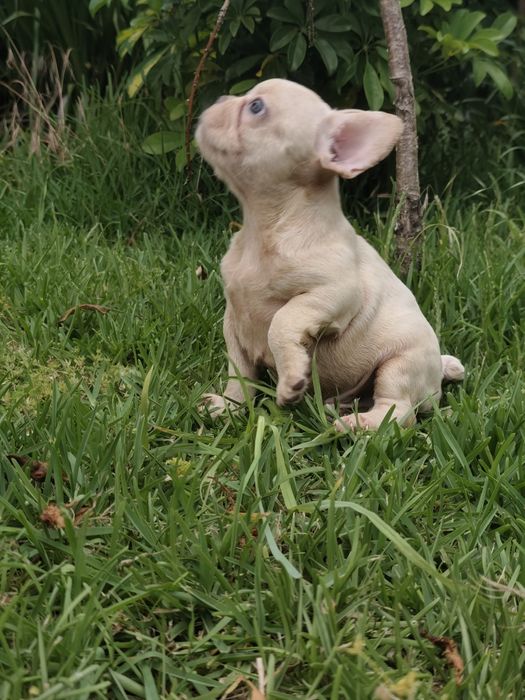Buldogue francês macho