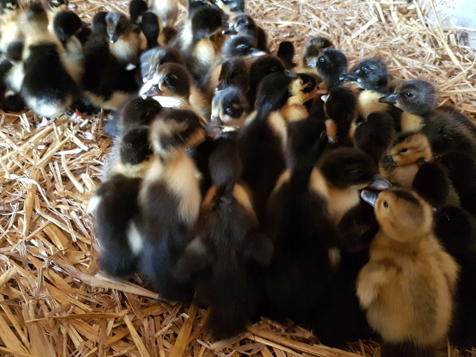 Kaczki różne biegus, mulard do odchowu transport Gratis na miejsca