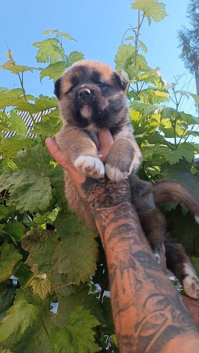 Американська акіта