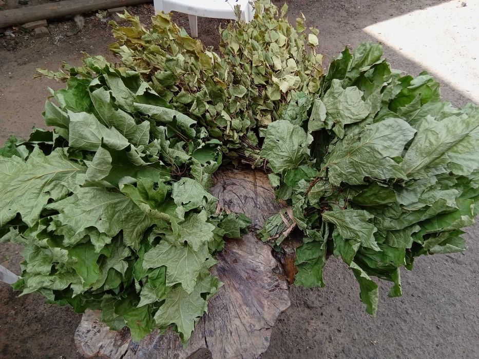 Берёзовые веники