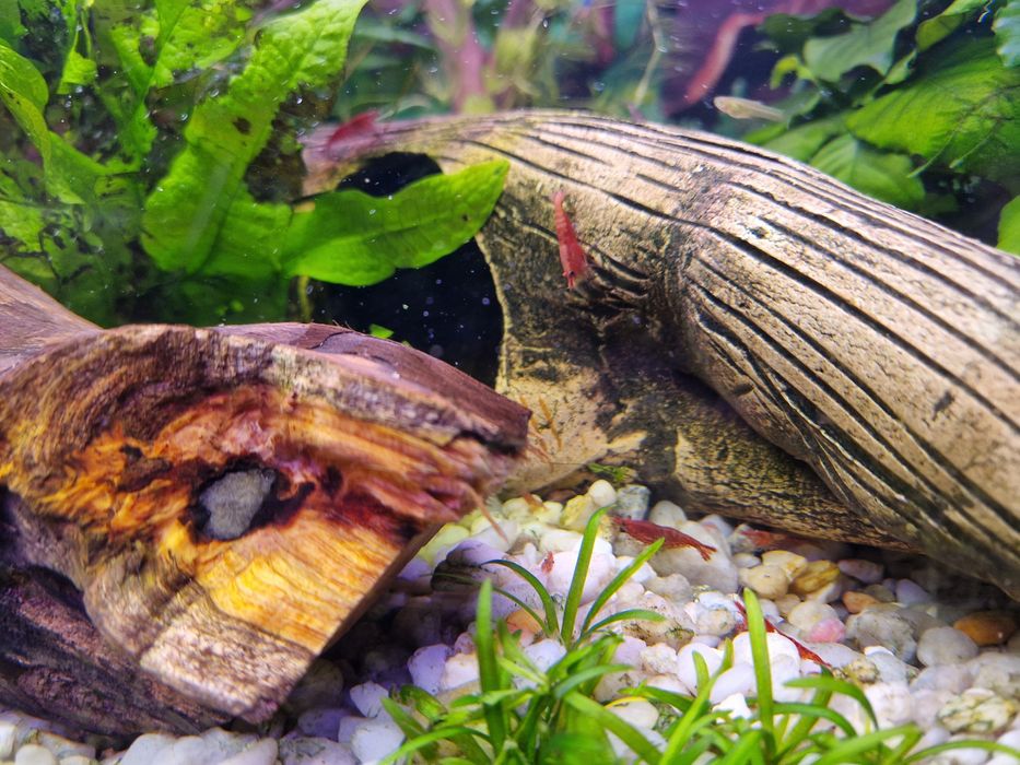 Krewetki Red cherry, Orange