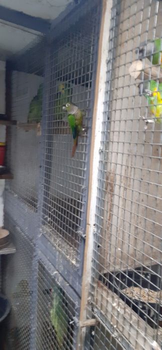 Pirruras molinay macho