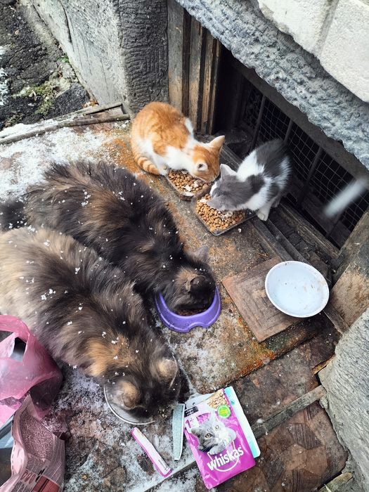 Дуже потрібна допомога для котиків