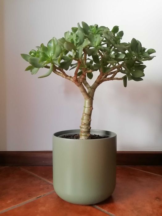 Planta de Jade - várias