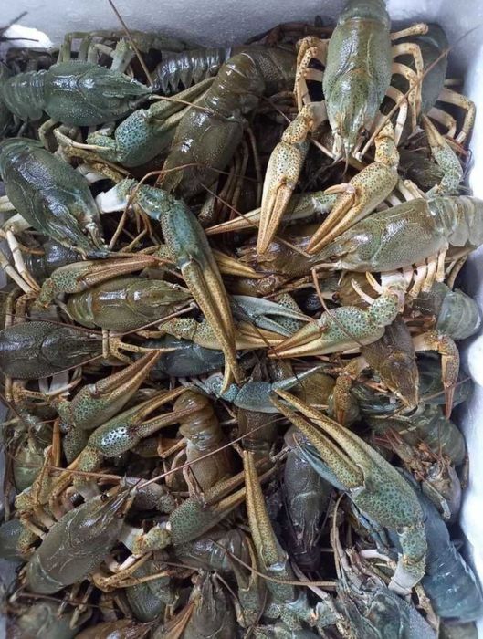 Продам живий свіжий раки є варка доставка