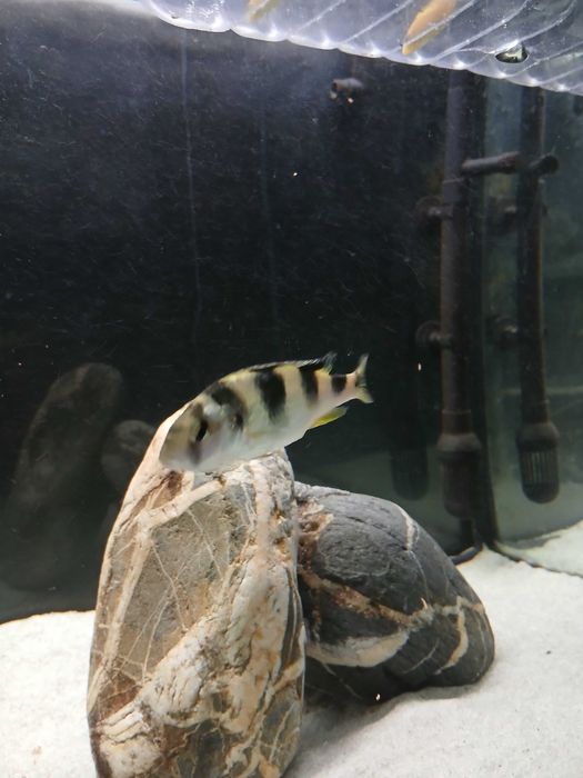 Fêmea Astatotilapia Latifasciata