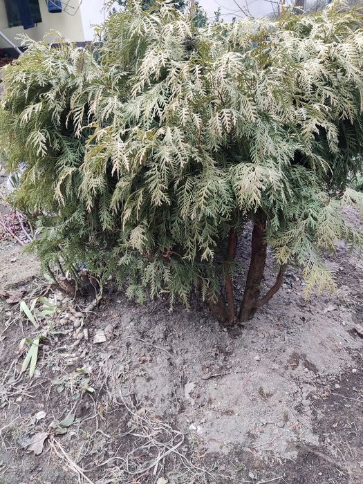 Duża  tuja kulkowa