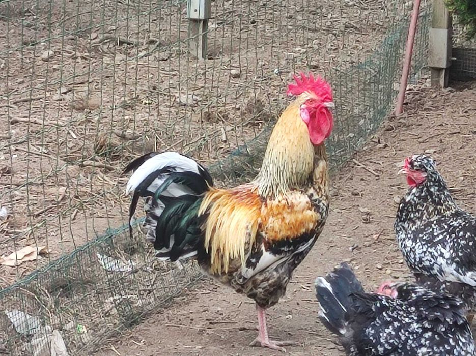 Jaja lęgowe kur Szwedzkie kwiaty