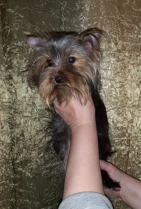 Мини девочка йоркширского терьера 8 месяцев.