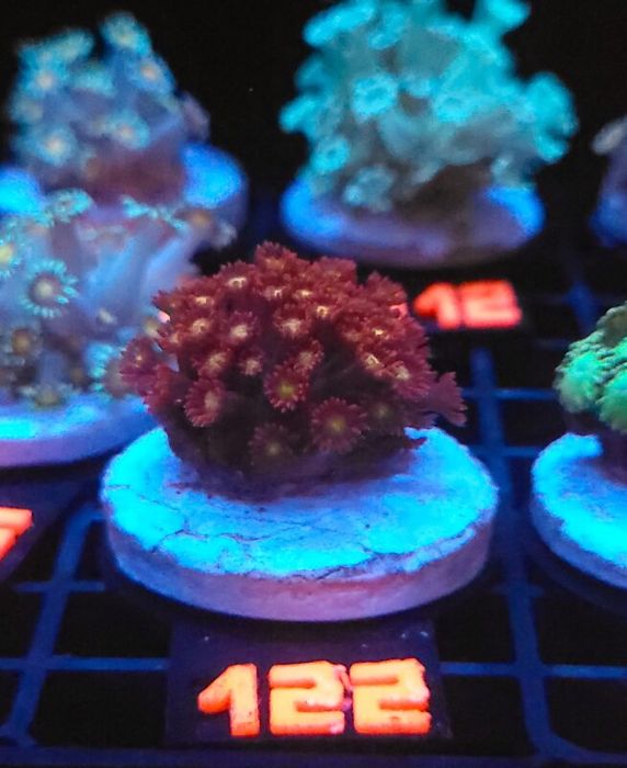 Goniopora „Mickey Mouse” (122) [Koralowce LPS]