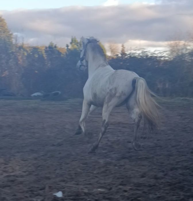 Para venda  ou trocacavalo PSL