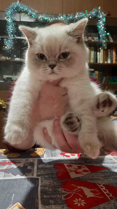 Шотландский красавец, подарит прекрасное потомство ! (Вязка.)