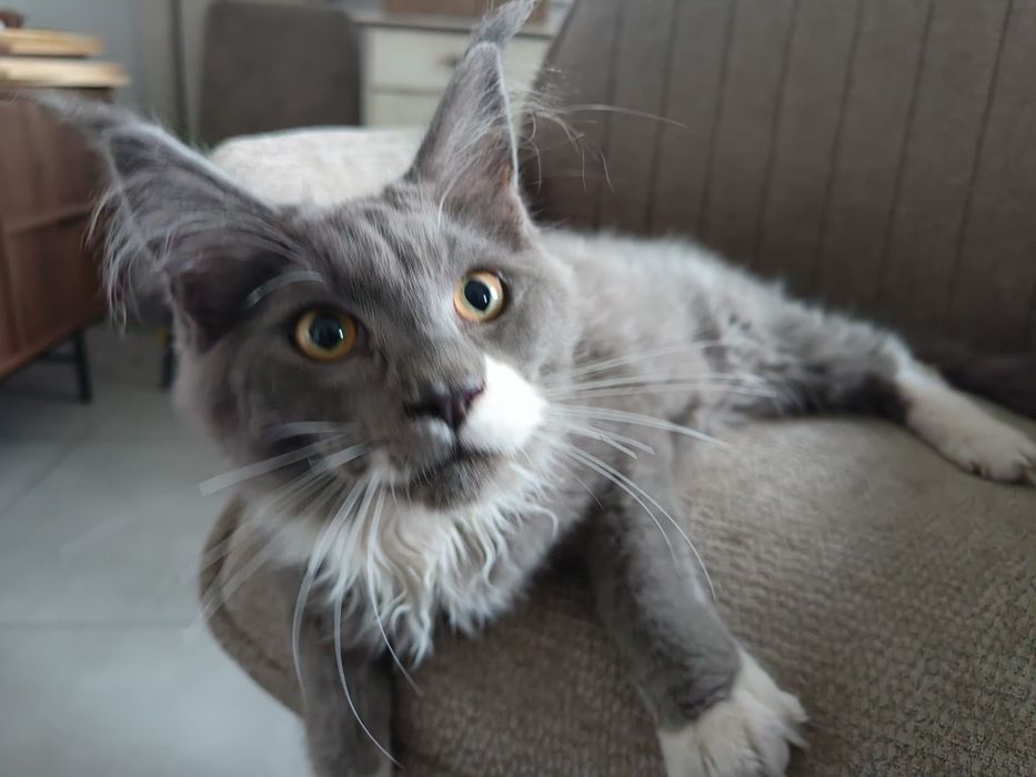 Kocurek Maine coon -Rodowod  FPL
