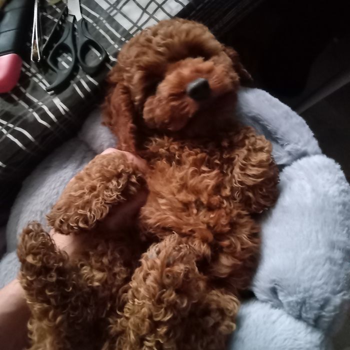 Пудель хлопчик редбраун