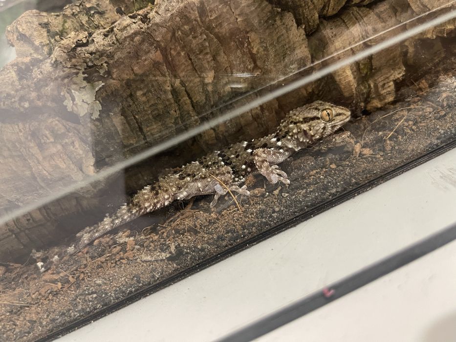 Gekon chondrodactylus bibroni 2 letnia samiczka