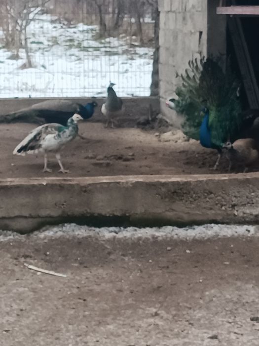 Птиця декоративна