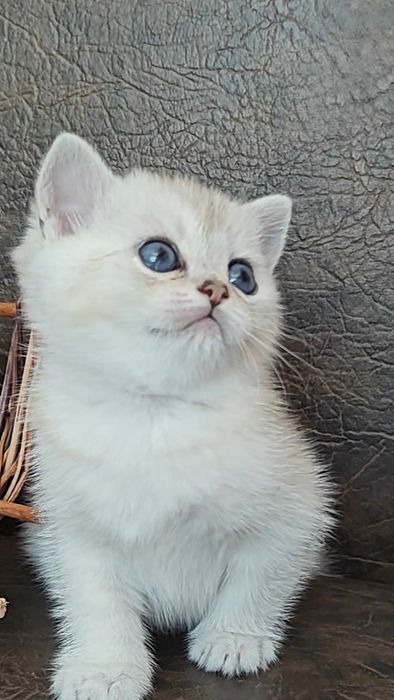 Чистокровные серебристые шиншиллы