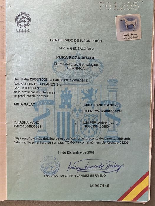 Egua PSA, Abha Sajat, castanha