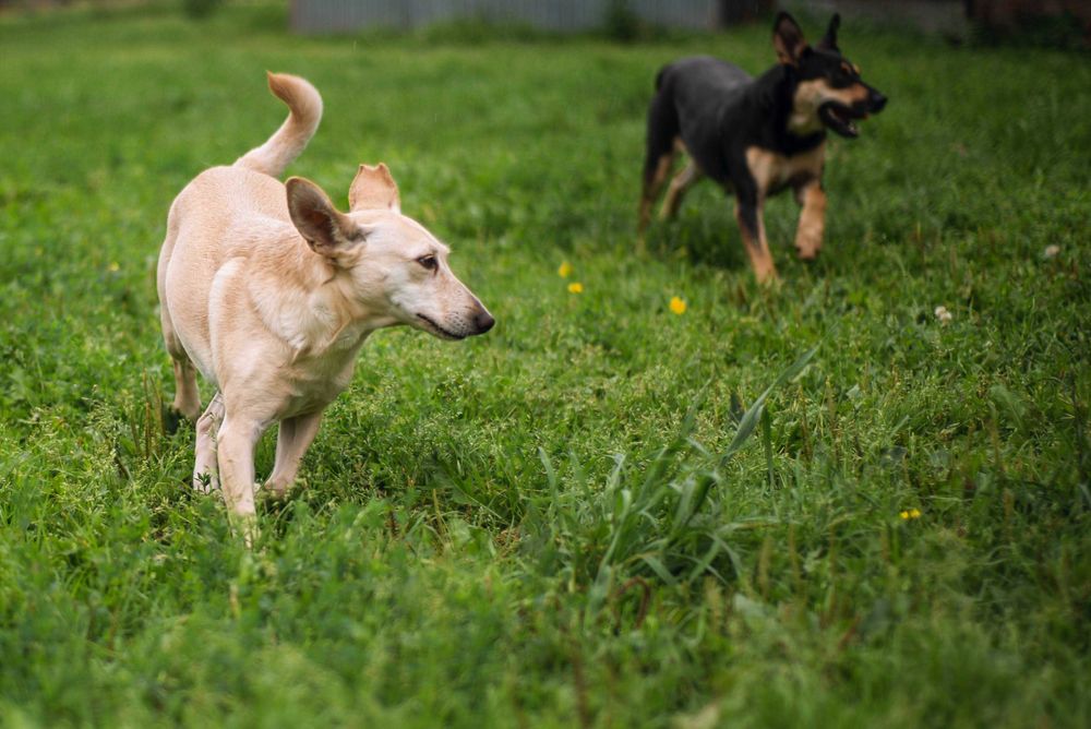 Piękna, mała i łagodna, beżowa sunia