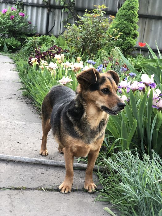 Загубилась собака