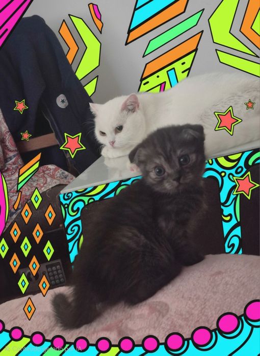 Scottish fold smoke femea