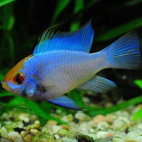 MISIEKZOO Pielęgniczki - Ramireza Electric  Blue tylko 13 zł