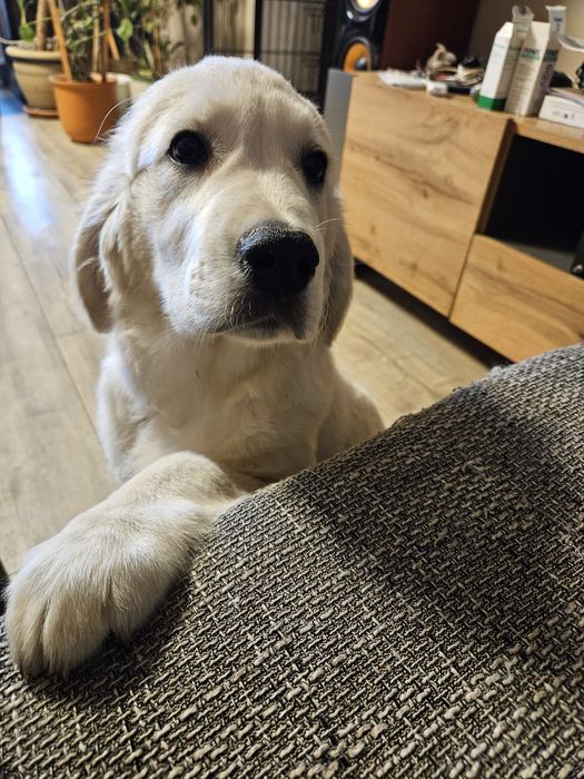 Piekna Suczka Golden Retriever FCI
