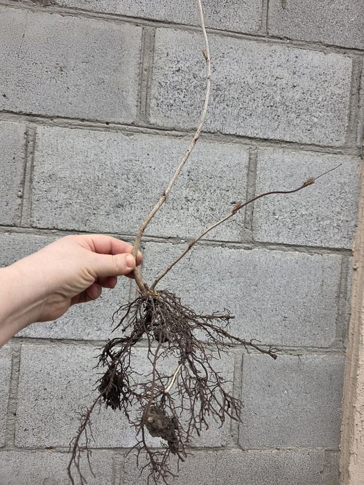 Саджанці калини бульдонеж