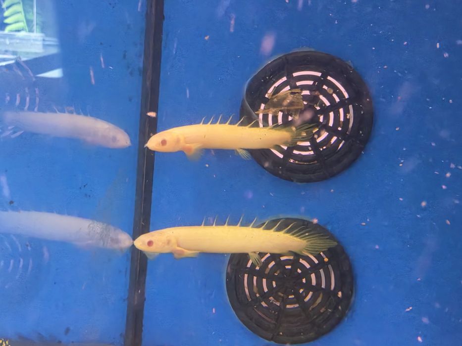 Polypterus Senegalus Albino