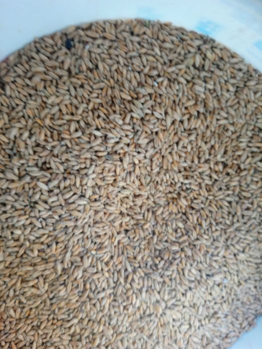 Pszenżyto jare Dublet. Ryby, zanęta, wędkarstwo