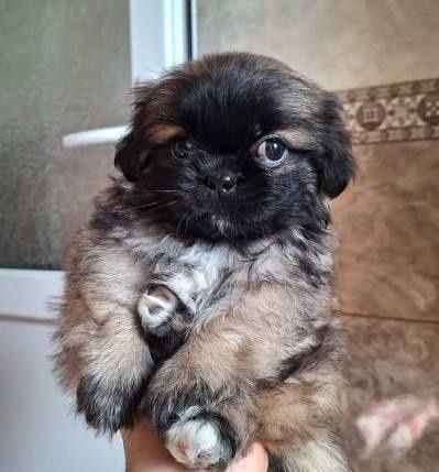 Щенки Карликового Пекинесика