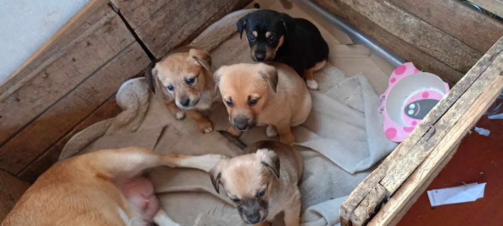 Цуценята віддам в добрі руки