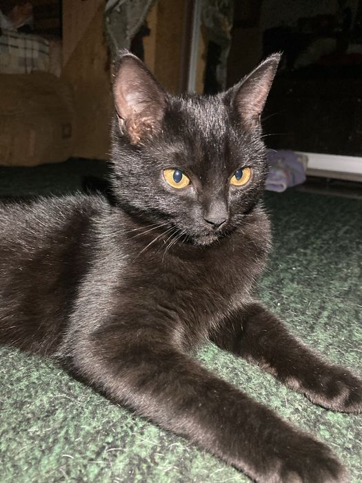 Безкоштовно віддам кошеня