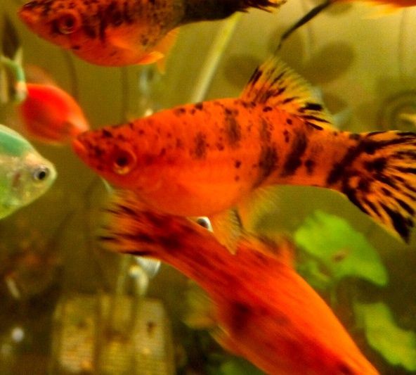 Аквариумные рыбки в ассортименте.